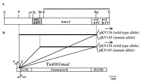 FIG. 1