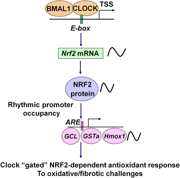 Figure 7.