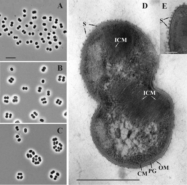 FIG 1