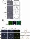 Figure 6.