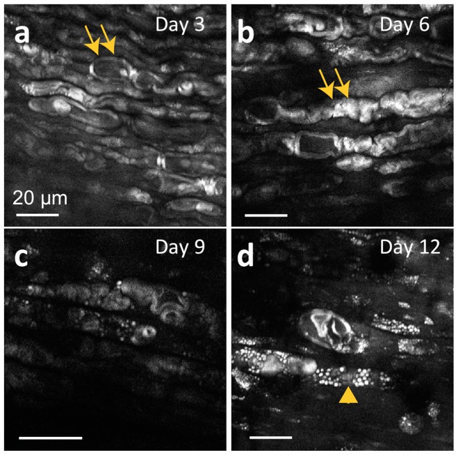 Figure 9