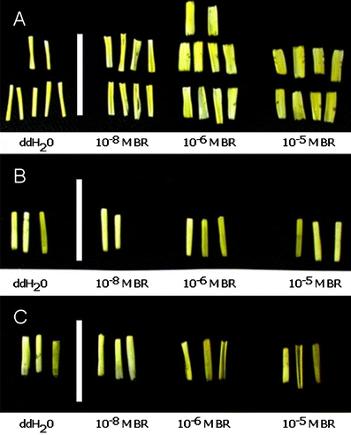 Fig. 3