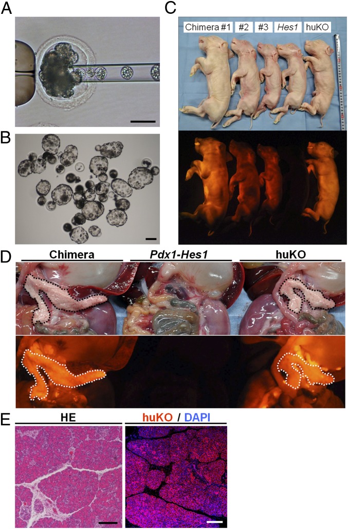 Fig. 3.