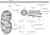 FIG. 2.