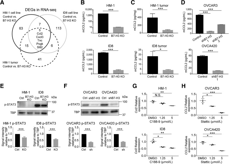 Figure 4. B7-H3 suppression downregulates CCL2 production, in part, via the STAT3 pathway in ovarian cancer cells. A, Differential gene expression based on RNA sequencing (RNA-seq) between controls (n = 3) and B7-H3 KO (n = 3) groups in HM-1 and ID8 cells and HM-1 intradermal tumors. CCL2 protein in the culture supernatants (B) and tumors derived from HM-1 B7-H3 KO (top), ID8 B7-H3 KO (bottom), and their respective controls (n = 5; C). D, CCL2 protein in the culture supernatants of the OVCAR3 shB7-H3 (top), OVCA420 shB7-H3 (bottom), and their respective controls (n = 5). Representative Western blot analysis of nuclear phosphorylated STAT3 (p-STAT3) in HM-1 and ID8 (E) and OVCAR3 and OVCA420 (F) cells. Bottom bar graphs show the signal intensity of p-STAT3 relative to the TBP control in HM-1 and ID8 cells (both n = 10) and OVCAR3 and OVCA420 cells (both n = 7). qPCR for expression of Ccl2 in HM-1 and ID8 cells (G) and CCL2 in OVCAR3 and OVCA420 cells (H) treated with 1.25 and 5 μmol/L of the STAT3 inhibitors C188-9 (G) and Stattic (H), respectively. DMSO was used as the control (n = 3). Data are presented as the mean ± SEM; *, P < 0.05; **, P < 0.01; ***, P < 0.001; N.S., not significant, unpaired t test in B, C, D (OVCA420), E, and F and one-way ANOVA with Tukey multiple comparisons test in D (OVCAR3), G, and H.