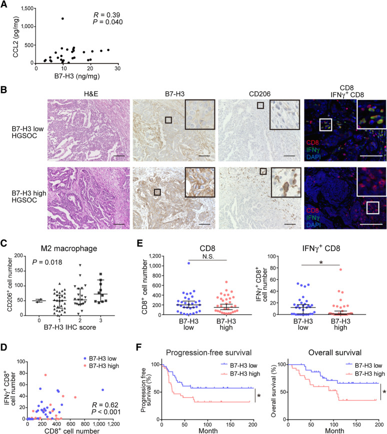 Figure 6. B7-H3 expression associates with an M2 macrophage–rich, IFNγ+CD8 T cell–poor TME and a poor prognosis in patients with HGSOC. A, Correlation between CCL2 expression and B7-H3 protein in primary HGSOC tumors (n = 28) analyzed by Spearman correlation. B, Representative images of HGSOC samples showing B7-H3 expression and CD206+, CD8+, and IFNγ+CD8+ cells. Cells were stained with hematoxylin and eosin (H&E) or immunostained with the corresponding antibodies. Scale bar, 100 μm. Positive cells were stained brown in IHC, and red (CD8), green (IFNγ), and blue (DAPI) in immunofluorescence slides. The boxed area represents the zoomed image shown in the top right corner. C, Correlation between the infiltration of CD206+ cells and B7-H3 expression in the corresponding primary tumors of HGSOC (n = 62) analyzed using Jonckheere–Terpstra test. Data are presented as the median with 95% confidence intervals. D, Correlation between tumor-infiltrating CD8+ and IFNγ+CD8+ T cells (n = 62) analyzed using Spearman correlation. Blue and pink dots represent B7-H3–low and B7-H3–high expression cases, respectively. E, Comparisons of the number of tumor-infiltrating CD8+ T cells (left) and IFNγ+CD8+ T cells (right) in B7-H3–low and B7-H3–high groups by immunostaining (n = 62). Data are presented as the median with 95% confidence intervals; *, P < 0.05; N.S., not significant, Mann–Whitney U test. F, PFS (left) and OS (right) of patients with HGSOC (n = 62). Patients were classified into a B7-H3–low group (n = 31) and a B7-H3–high group (n = 31). *, P < 0.05; N.S., not significant, log-rank test.