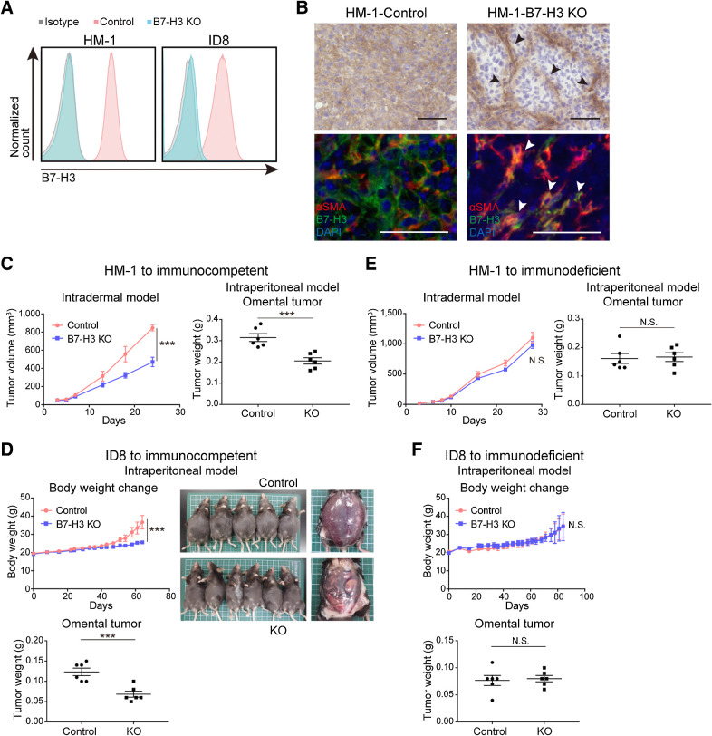 Figure 2. B7-H3 contributes to tumor progression via an immune-related mechanism in murine ovarian cancer models. A, Flow cytometry of B7-H3 KO HM-1 and ID8 and their respective controls. Blue, pink, and gray histograms represent B7-H3 KO cells, B7-H3 control cells, and the isotype control, respectively. B, Representative B7-H3 IHC (top) and immunofluorescence (bottom) images of controls and HM-1 B7-H3 KO tumors for the indicated markers. αSMA-positive fibroblasts represented by black and white arrowheads. Scale bar, 50 μm. Positive cells were stained brown in IHC, and red (αSMA), green (B7-H3), and blue (DAPI) in immunofluorescence images. C, Intradermal tumor volume (left, n = 6) and omental tumor weight at day 10 (right, n = 6) of immunocompetent mice injected with HM-1 B7-H3 KO or control cells. D, Changes in body weight (top, n = 5–6) and omental tumor weight at day 52 (bottom, n = 6) of immunocompetent mice intraperitoneally injected with ID8 B7-H3 KO or control cells. E, Intradermal tumor volume (left, n = 5) and omental tumor weight at day 10 (right, n = 6) of immunodeficient mice injected with HM-1 B7-H3 KO or control cells. F, Changes in body weight (top, n = 6) and omental tumor weight at day 52 (bottom, n = 6) of immunodeficient mice intraperitoneally injected with ID8 B7-H3 KO or control cells. C–F, Data are presented as the mean ± SEM; ***, P < 0.001; N.S., not significant, unpaired t test.