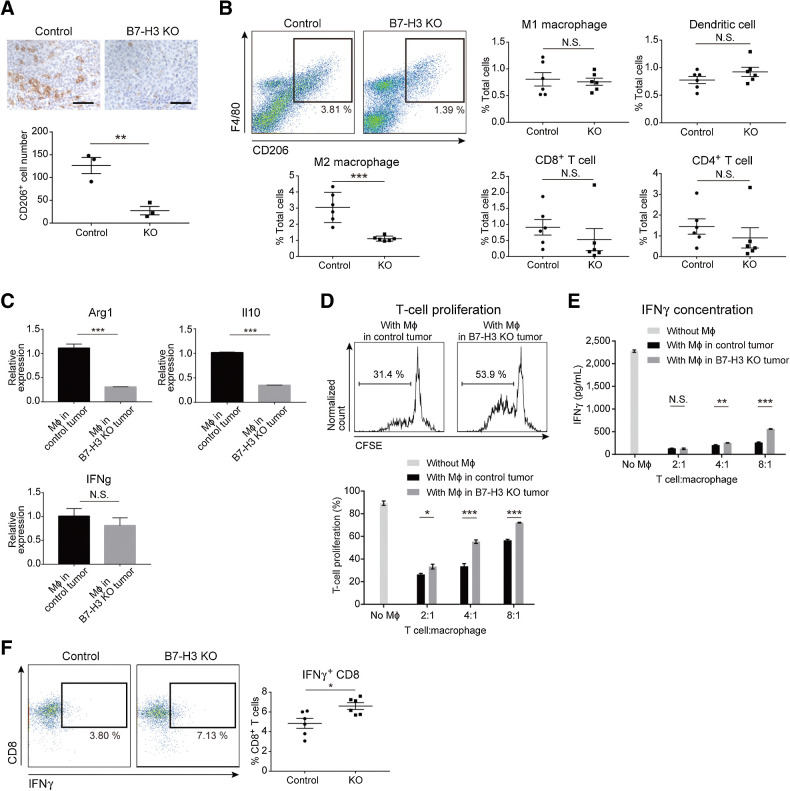 Figure 3. B7-H3 suppression in tumor cells decreases the number of intratumoral M2 macrophages and increases IFNγ production of CD8+ T cells. A, IHC of CD206 in the B7-H3 KO intradermal HM-1 tumors and controls (n = 3). CD206+ cells were stained brown. Scale bar, 50 μm. B, Flow cytometry of immune cells from HM-1 tumors. Density plots (top left) show the M2 macrophages at day 12. Each dot represents live CD45+ cells, and the boxed area represents F4/80+CD206+ M2 macrophages. The percentage of positive cells relative to the total cells is plotted (n = 6). C, qPCR for the indicated genes in F4/80+ macrophages (Mϕ) isolated from the HM-1 intradermal tumors (n = 5). D, T-cell proliferation in presence of HM-1 tumor–derived macrophages. Top histograms show the percentage of proliferating T cells cocultured (4:1) with macrophages from control or B7-H3 KO tumors. Bottom bar graph shows the percentage of proliferating T cells cocultured with various ratios of macrophages (n = 5). E, IFNγ levels in the supernatants of cocultures in D (n = 5). F, Flow cytometry of IFNγ+CD8+ T cells from HM-1 tumors. Each dot represents live CD45+CD3+ cells, and the boxed area represents IFNγ+CD8+ T cells. The percentage of IFNγ+CD8+ T cells relative to total CD8+ T cells is plotted (n = 6). A–F, Data are presented as the mean ± SEM; *, P < 0.05; **, P < 0.01; ***, P < 0.001; N.S., not significant, unpaired t test.