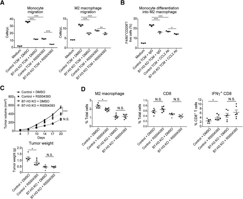 Figure 5. The CCL2–CCR2–M2 macrophage axis contributes to B7-H3–mediated tumor progression. A, Chemotaxis of mouse monocytes (left) and generated M2 macrophages (right) in response to HM-1 control or B7-H3 KO TCM. Monocytes or M2 macrophages were pretreated with 2 μmol/L RS504393 (CCR2 antagonist) or DMSO before plating. MEM-Alpha was used as the negative control (n = 3). B, Differentiation of mouse monocytes into M2 macrophages in response to HM-1 control or B7-H3 KO TCM supplemented with 20 μg/mL anti-CCL2 or control IgG. MEM-Alpha was used as the negative control (n = 3). Ab, antibody. C, Tumor growth in mice intradermally injected with HM-1 B7-H3 KO cells or control cells and treated with RS504393 (2 mg/kg body weight) or DMSO daily following tumor inoculation. D, Flow cytometric analysis of the treated tumors in C (n = 6). Data are presented as the mean ± SEM (*, P < 0.05; **, P < 0.01; ***, P < 0.001; N.S., not significant, one-way ANOVA with Tukey multiple comparisons test in A and B, and unpaired t test in C and D).