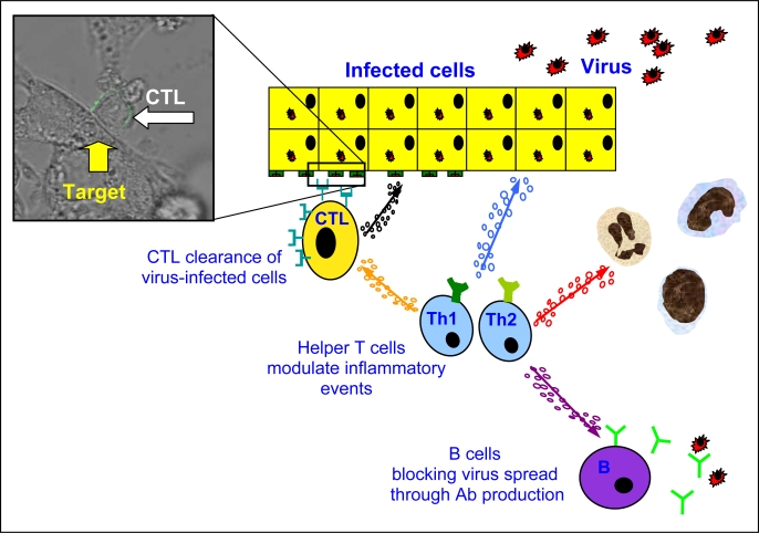 Figure 1.