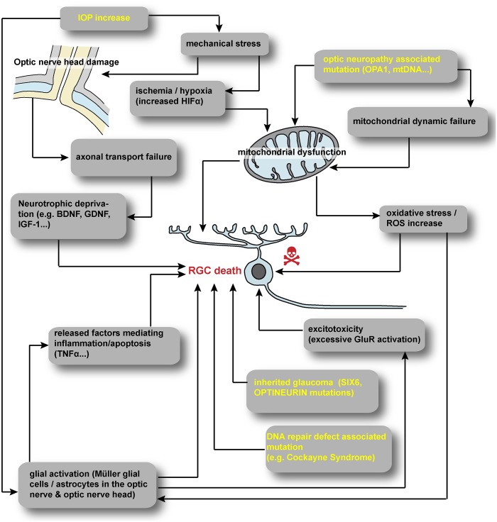 FIGURE 1