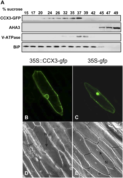 Figure 5.