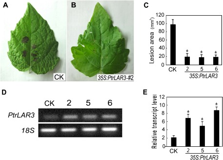 Fig. 7.