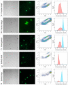 Figure 2—figure supplement 1.
