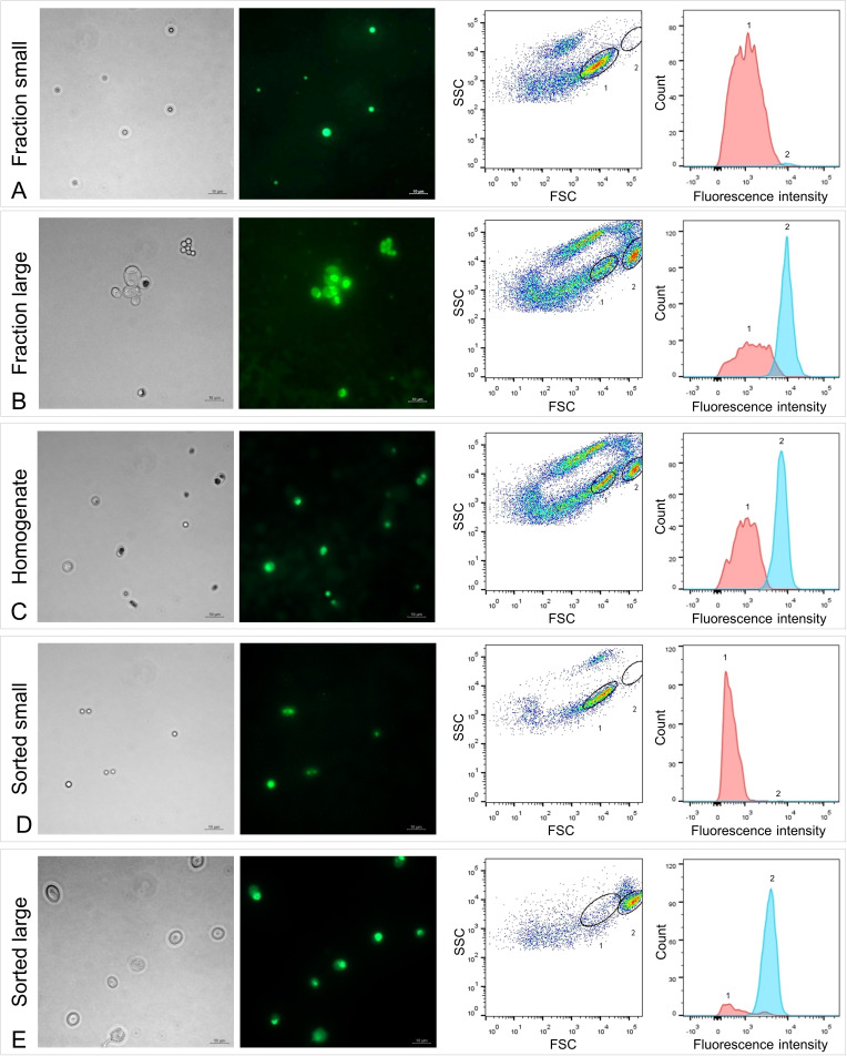 Figure 2—figure supplement 1.