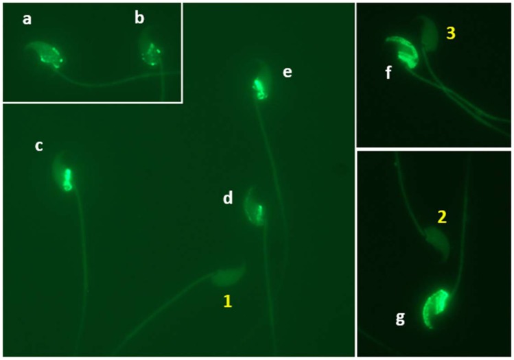 Figure 9