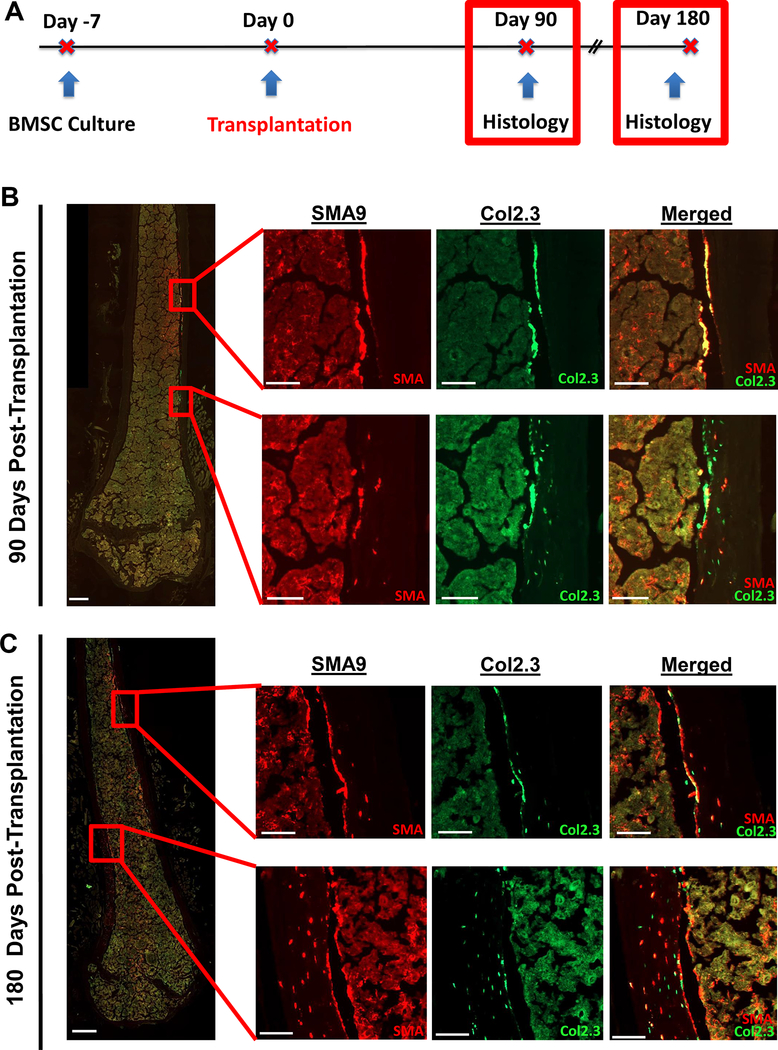 Figure 4: