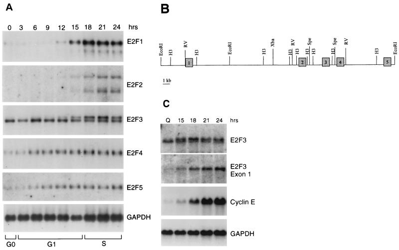 FIG. 1