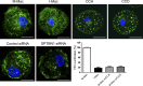 Figure 10.