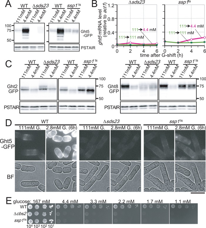 FIGURE 6: