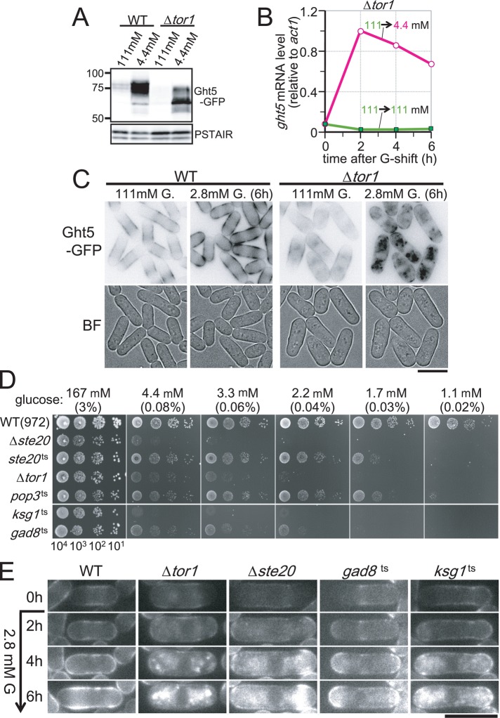 FIGURE 5: