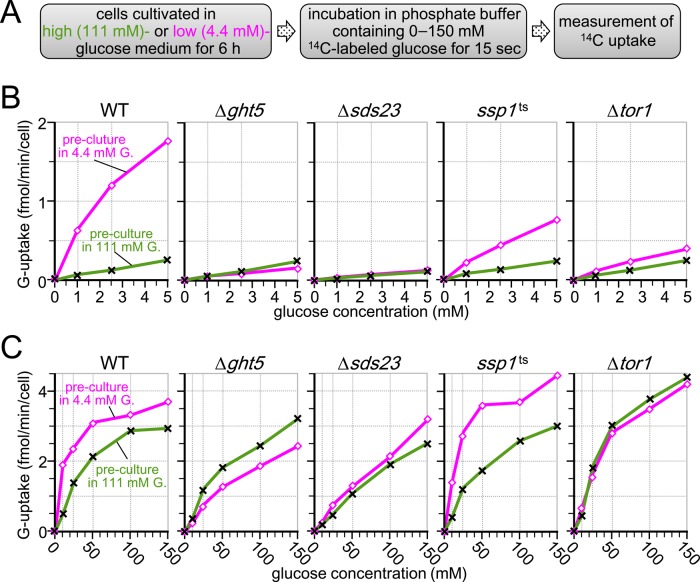 FIGURE 4: