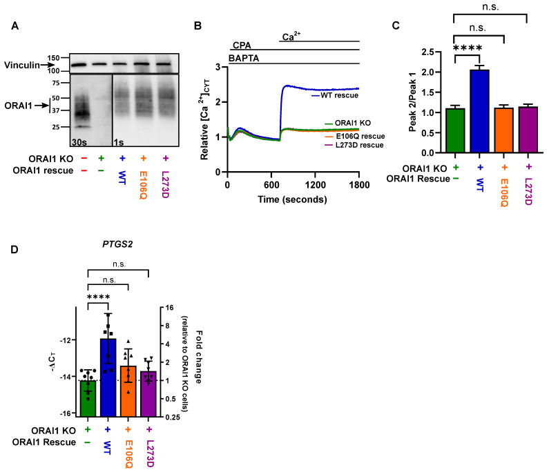 ORAI1-Regulated Gene Expression in Breast Cancer Cells: Roles for STIM1 ...