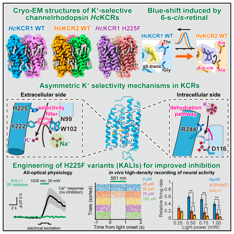 Graphical abstract