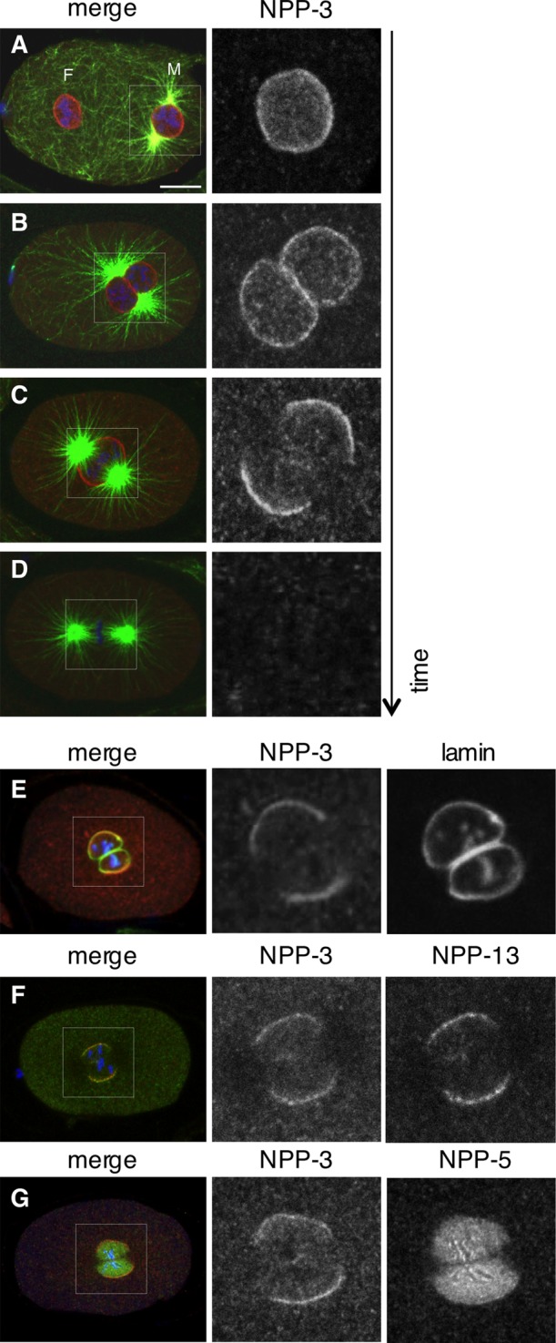 FIGURE 5: