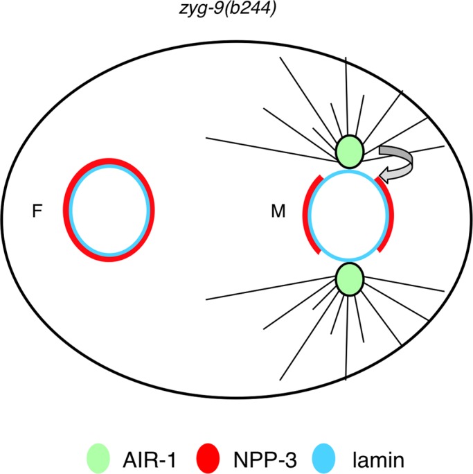 FIGURE 7: