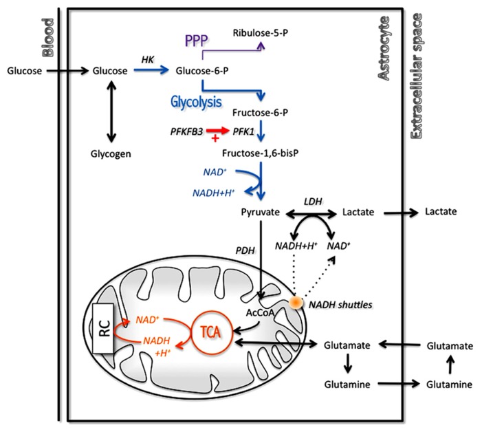 FIGURE 3