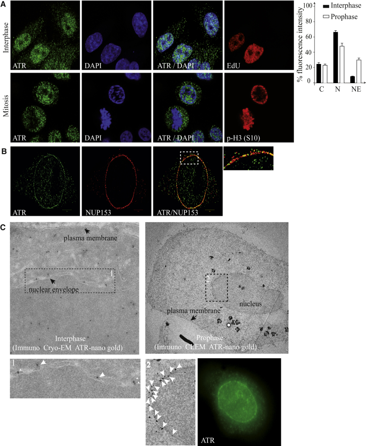 Figure 1