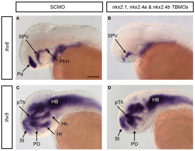 Figure 6