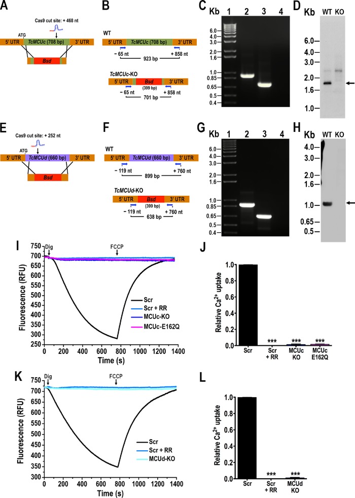 FIGURE 2: