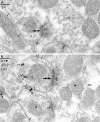 Fig. 5.