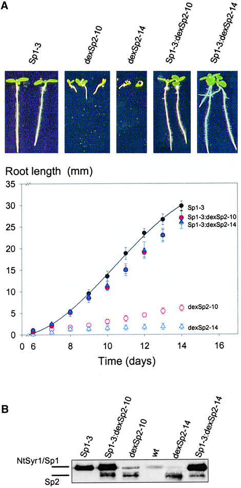 Figure 7.