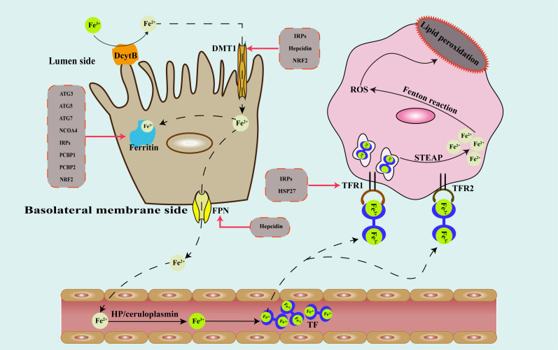 Figure 1