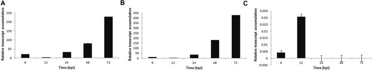 FIGURE 5