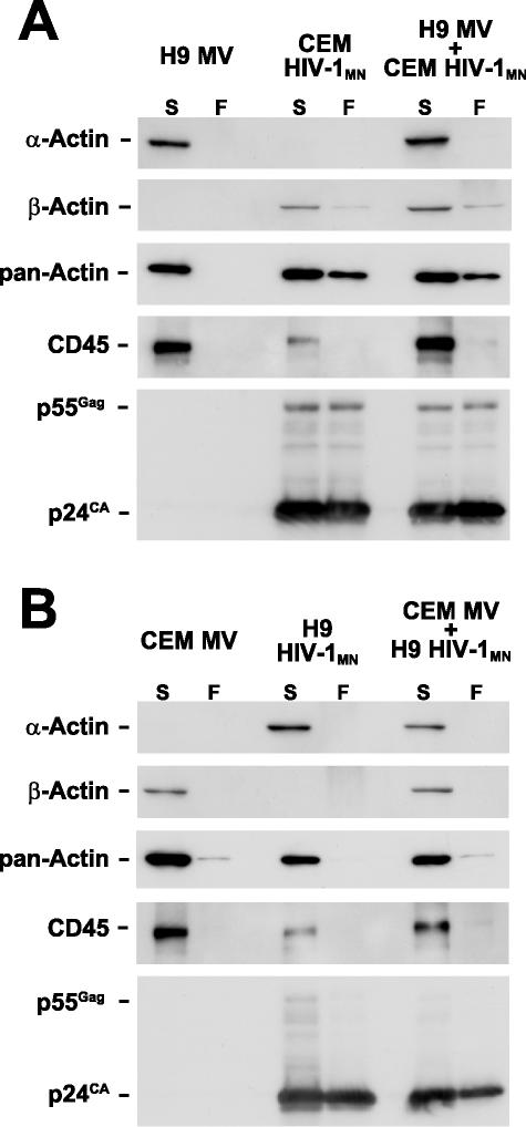 FIG. 5.