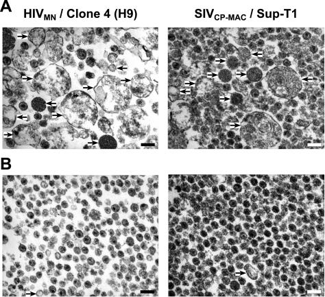 FIG. 8.