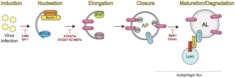 Fig 1