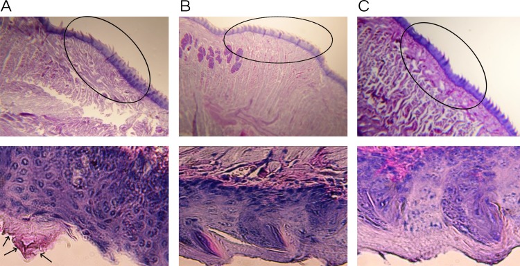 Fig 9