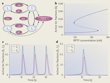 Box 1 | Temporal signalling dynamics