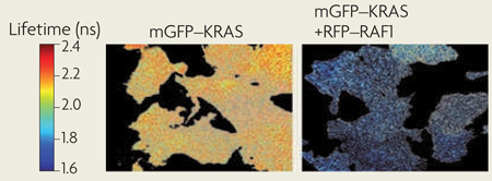 Box 3 | Microscopic technologies to analyse spatiotemporal organization of signalling networks