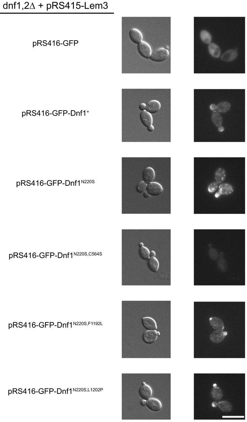 Fig. S6.