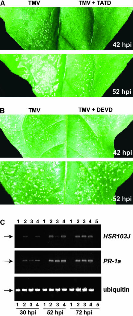 Figure 7.