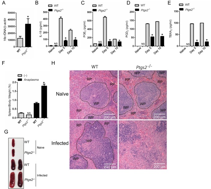 Fig 10