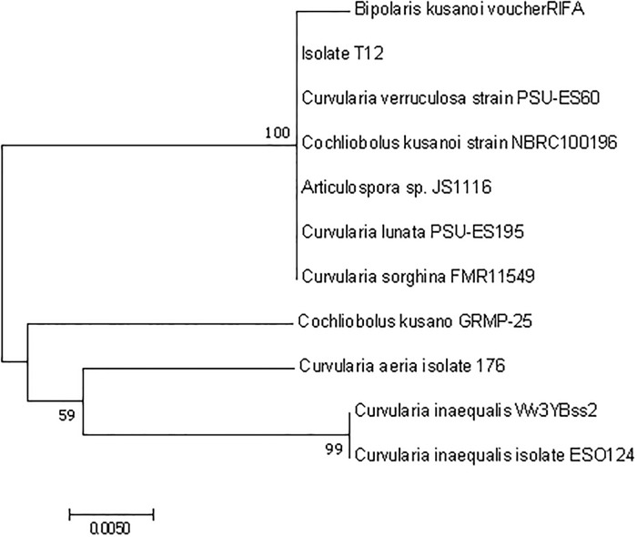 Fig 2