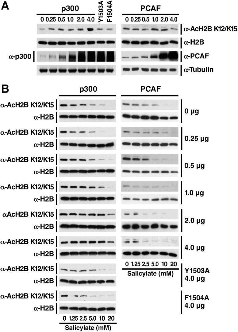 Figure 2—figure supplement 2.