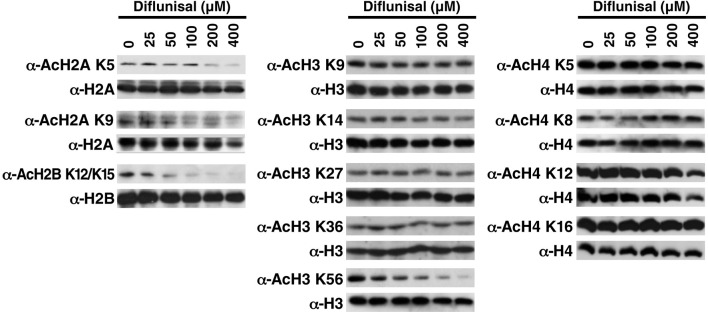 Figure 3—figure supplement 1.